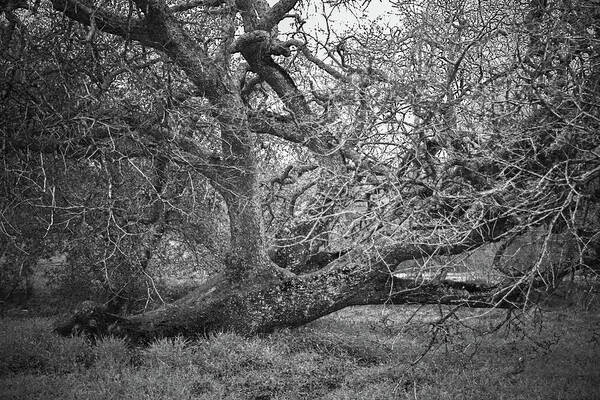 Oak Tree Art Print featuring the photograph Black and White Oak Tree II by Sally Bauer