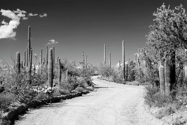 Arizona Art Print featuring the photograph Black Arizona Series - Along the Path by Philippe HUGONNARD