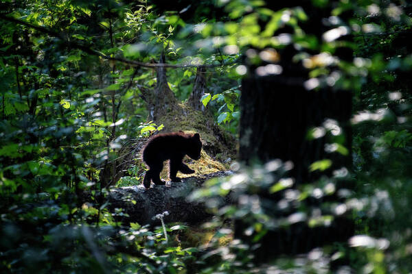 Black Bear Cub Art Print featuring the photograph Black bear cub heading back into the deep forest by Dan Friend