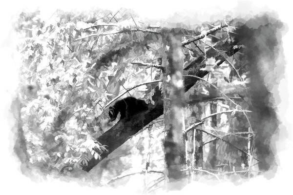 Black Bear Art Print featuring the photograph Black bear cub in tree paintography by Dan Friend
