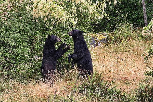 Bears Art Print featuring the photograph Black Bears Playing by Peggy Collins