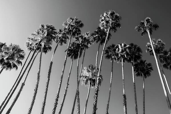 Palm Trees Art Print featuring the photograph Black California Series - Palm Trees Family by Philippe HUGONNARD