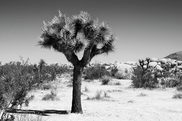 Desert Art Print featuring the photograph Black California Series - The Joshua Tree by Philippe HUGONNARD
