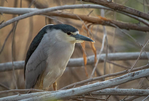 Lahontan Art Print featuring the photograph Black Crowned Night Heron by Rick Mosher