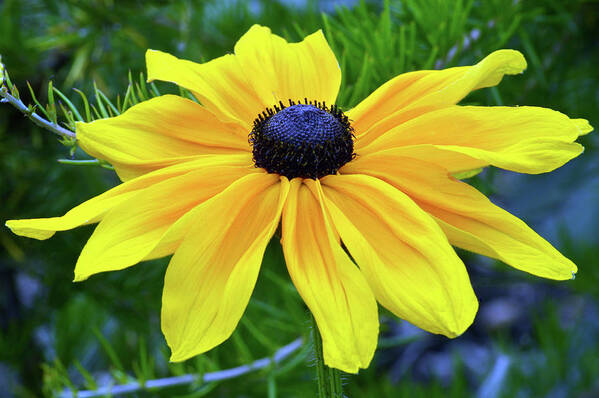 Black Eyed Susan Art Print featuring the photograph Black Eyed Susan Portrait by Terence Davis