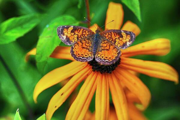 Butterfly Art Print featuring the photograph Black Eyed Susan with Butterfly by Mary Bedy