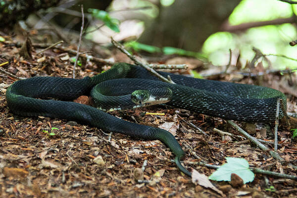 Brevard Art Print featuring the photograph Black Rat Snake by Melissa Southern