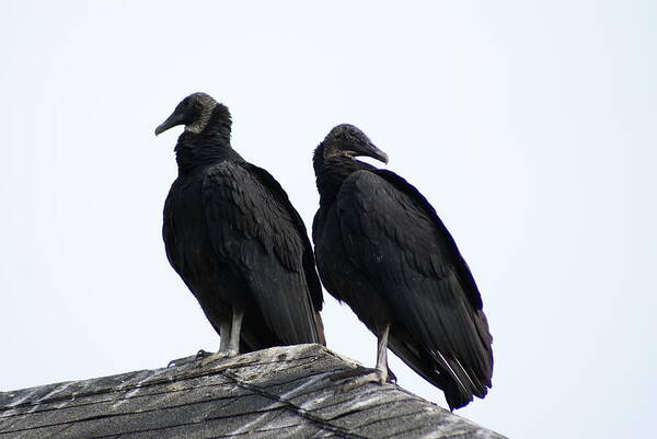  Art Print featuring the photograph Black Vultures by Heather E Harman