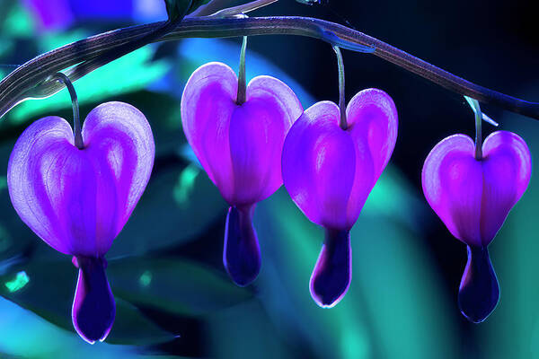 Bleeding Art Print featuring the photograph Bleeding Hearts in Moon Light by Skip Tribby
