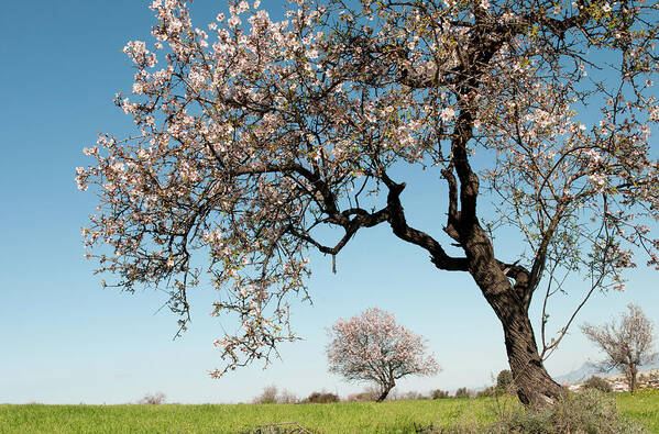 Almond Tree Art Print featuring the photograph Blooming almond tree with blossoms in Spring on a green field and blue sky. by Michalakis Ppalis
