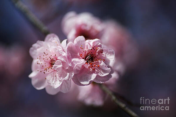 Blossom Pinks Art Print featuring the photograph Blossom Pinks And Blue by Joy Watson