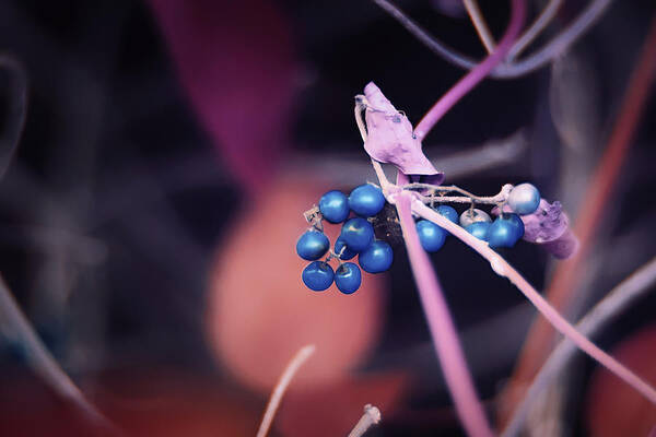 Nature Art Art Print featuring the photograph Blu Berries by Gian Smith