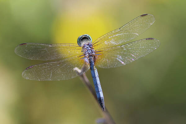 Dragonfly Art Print featuring the photograph Blue Dasher Spotlight by Paul Rebmann