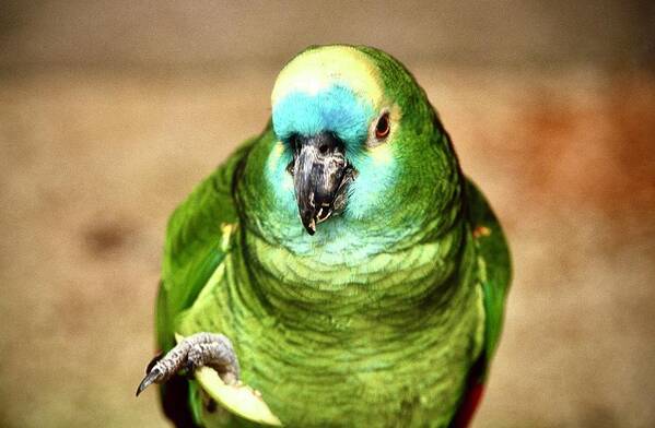  Art Print featuring the photograph Blue Fronted Amazon Parrot by Gordon James