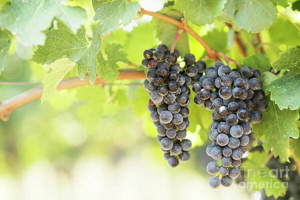 Grape Art Print featuring the photograph Blue grapes in vineyard. by Jelena Jovanovic