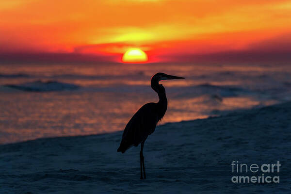Great Art Print featuring the photograph Blue Heron Beach Sunset by Beachtown Views