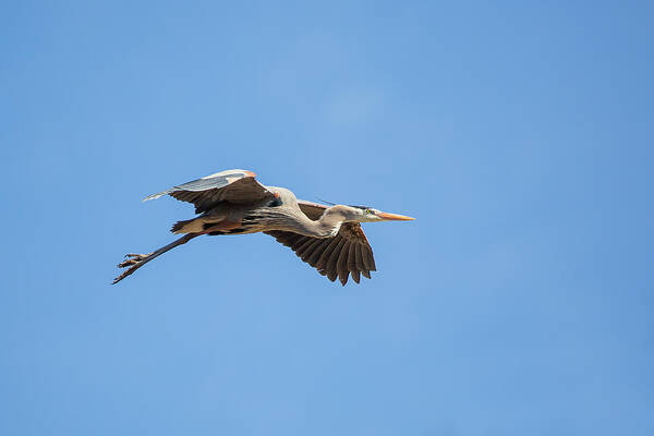 Blue Heron In Flight Art Print featuring the photograph Blue Heron In Flight by Dale Kincaid