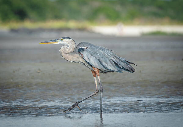 Heron Art Print featuring the photograph Blue Heron by Lori Rowland