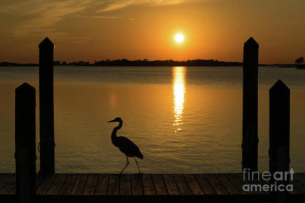 Reflection Art Print featuring the photograph Blue Heron on the Dock at Sunset by Beachtown Views