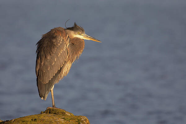 Blue Heron Art Print featuring the photograph Blue Heron Sunset Horizontal by Michael Rauwolf