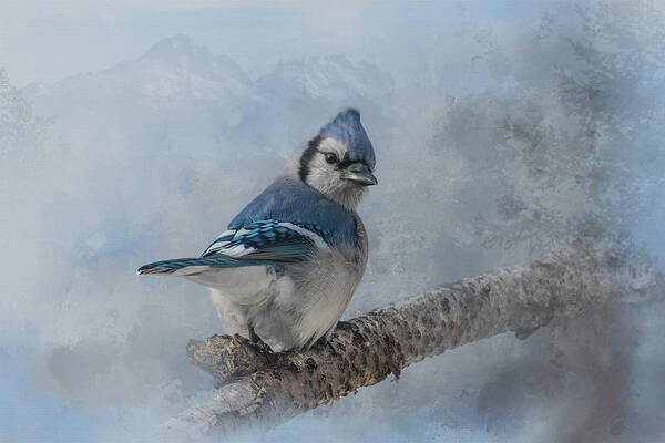 Songbird Art Print featuring the photograph Blue Jay Peek by Patti Deters