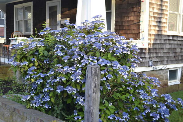 Provincetown Art Print featuring the photograph Blue Lace Cap Hydrangea by Ellen Koplow