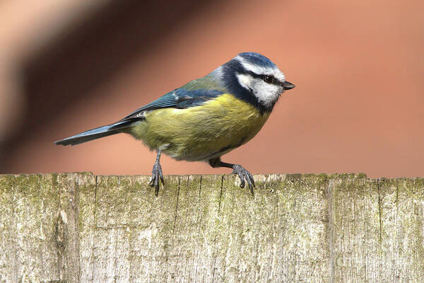 Nature Art Print featuring the photograph Blue Tit on a Fence 2 by Stephen Melia