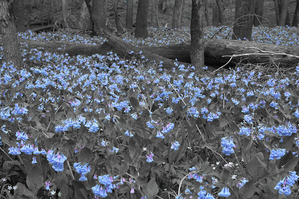 Bluebell Patch Art Print featuring the photograph Bluebell Patch by Dylan Punke
