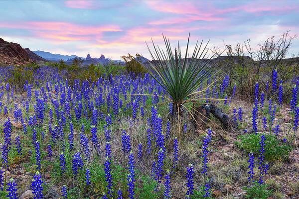 Bluebonnets Art Print featuring the photograph Bluebonnet Sunrise Big Bend NP 3074 by Rob Greebon