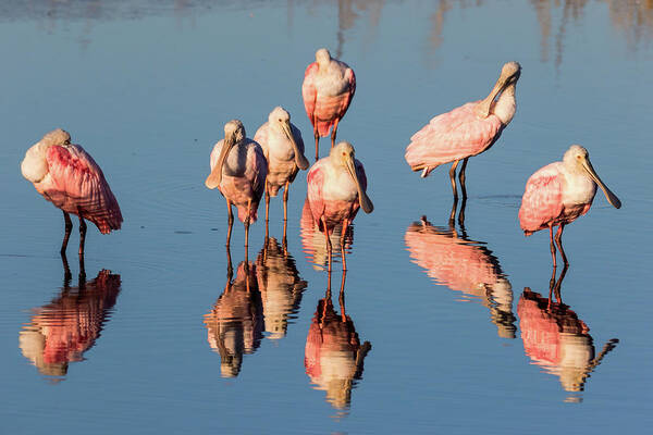 Roseate Spoonbill Art Print featuring the photograph Board Meeting by Jim Miller