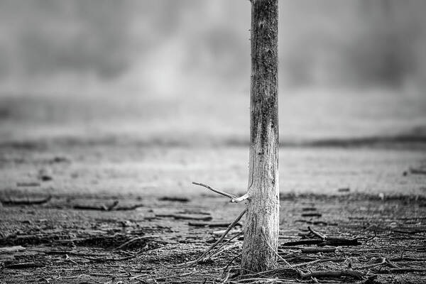 Yellowstone Art Print featuring the photograph Bobby Socks Tree Yellowstone National Park by Joan Carroll