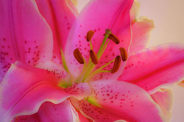 Oriental Lily Art Print featuring the photograph Bold and Pink Oriental Lilies 3 by Lindsay Thomson