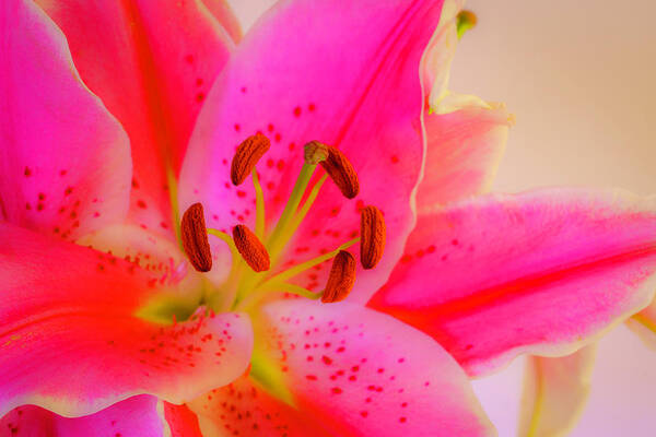 Oriental Lily Art Print featuring the photograph Bold and Pink Oriental Lilies 4 by Lindsay Thomson