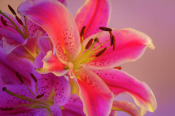 Asiatic Lily Art Print featuring the photograph Bold and Pink Oriental Lilies 5 by Lindsay Thomson