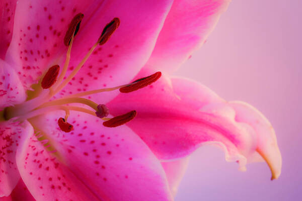 Oriental Lily Art Print featuring the photograph Bold and Pink Oriental Lilies by Lindsay Thomson