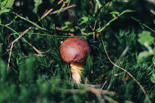 Czech Republic Art Print featuring the photograph Boletus pinophilus has found a place in beautiful green moss by Vaclav Sonnek