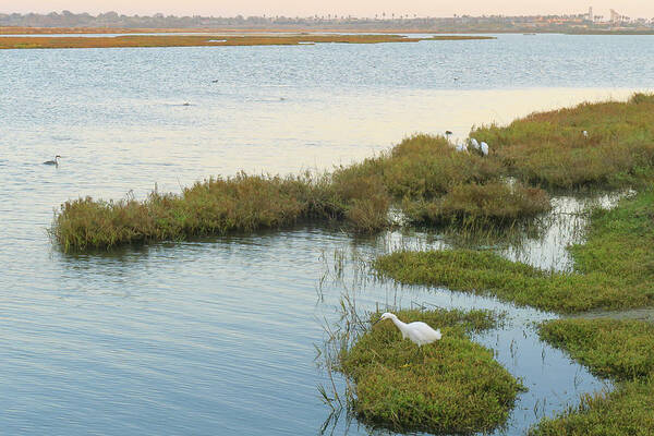 Huntington Beach Art Print featuring the photograph Bolsa Chica Marsh by Ram Vasudev