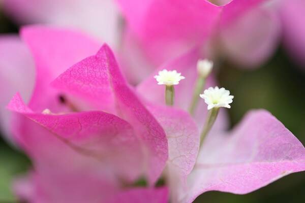 Bougainvillea Art Print featuring the photograph Bougainvillea by Mingming Jiang