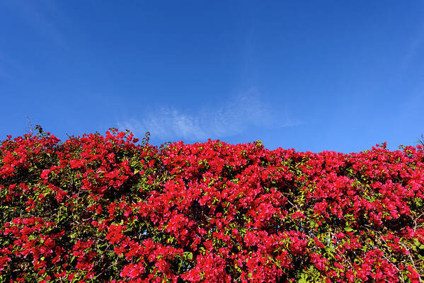 Blue Sky Art Print featuring the photograph Bougainvillea Palm Springs California 0437 by Amyn Nasser