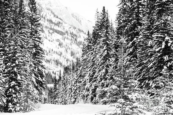 Rocky Mountains Art Print featuring the photograph Bow Valley Parkway in Winter by Wilko van de Kamp Fine Photo Art
