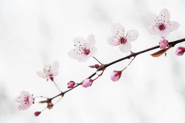 Cherry Blossom Art Print featuring the photograph Branch of blooming cherry by Elena Elisseeva