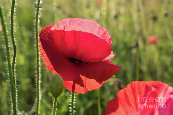 Poppy Art Print featuring the photograph Bright red petals of a poppy by Adriana Mueller