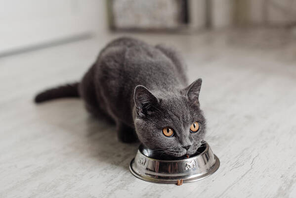 Purebred Cat Art Print featuring the photograph British cat eating food from a bowl on the floor by Kseniya Ovchinnikova