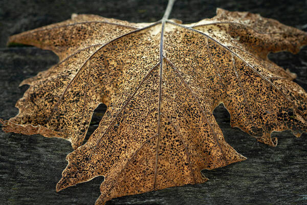 Brown Leaf Back Wood Background Art Print featuring the photograph Brown Leaf by David Morehead