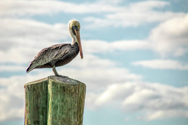 Pelican Art Print featuring the photograph Brown Pelican at Dry Tortugas by Kristia Adams