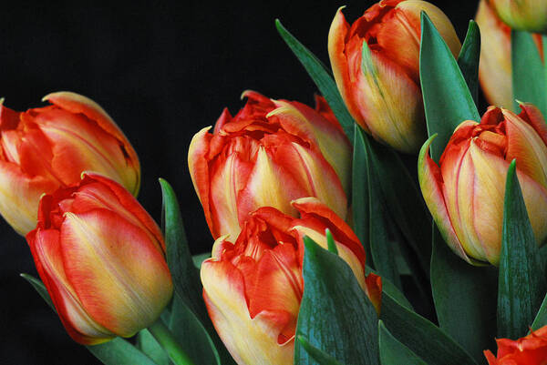 Tulip Art Print featuring the photograph Budding tulips by Keith Gondron