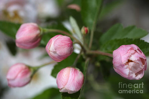Buds In Pink Art Print featuring the photograph Buds In Pink by Joy Watson