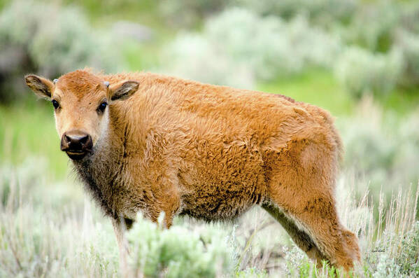 Baby Animals Art Print featuring the photograph Buffalo Calf by Crystal Wightman