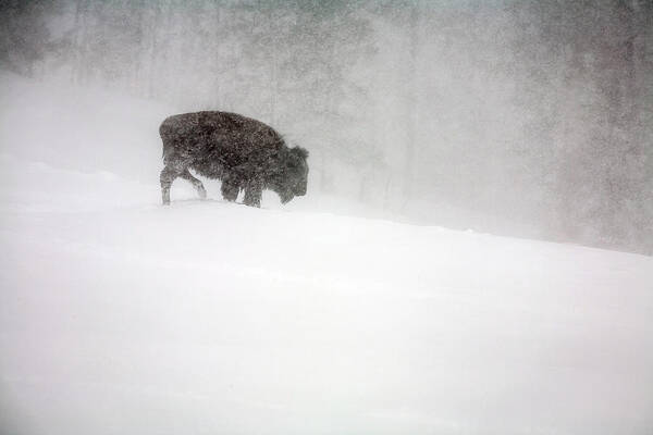 Winter Art Print featuring the photograph Buffalo in Winter Storm by Craig J Satterlee