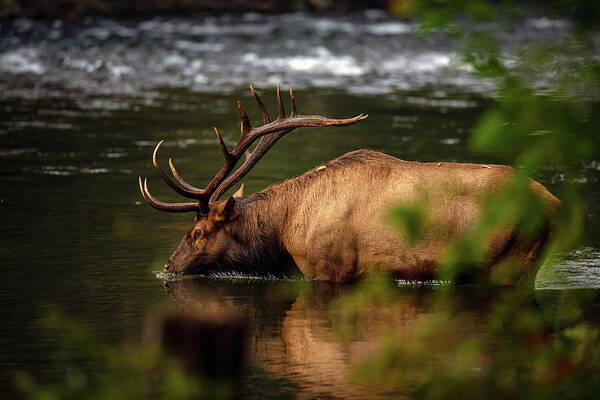 Great Smoky Mountains National Park Art Print featuring the photograph Bull Elk Wading in the River by Robert J Wagner